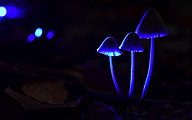 01 Mycena